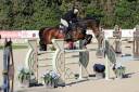 Caballo castrado KWPN Caballo de Deporte Neerlandés En venta 2013 Bayo por action breaker
