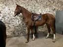 Caballo castrado Silla Francés En venta 2021 Alazán por Armitages Boy