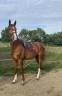 Caballo castrado Silla Francés En venta 2021 Alazán por Armitages Boy