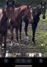 Caballo entero Silla Francés En venta 2023 Bayo por EMERALD VAN'T RUYTERSHOF