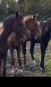Caballo entero Silla Francés En venta 2023 Bayo por EMERALD VAN'T RUYTERSHOF