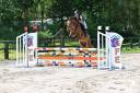 Caballo castrado Caballo de Silla En venta 2019 Bayo por Quir Royal Liniaire