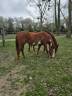 Yegua Paint Horse En venta 2005 Overo por OK BOY