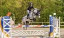 Yegua PFS Poni Françés de Silla En venta 2016 Tordo