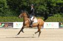 Yegua Silla Francés En venta 2014 Bayo por OGANO SITTE