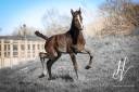 Potro KWPN Caballo de Deporte Neerlandés En venta 2025 Negro por Quaterhit