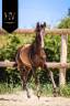 Potro KWPN Caballo de Deporte Neerlandés En venta 2025 Negro por Quaterhit