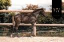 Potro KWPN Caballo de Deporte Neerlandés En venta 2025 Negro por Quaterhit