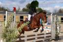 Yegua PFS Poni Françés de Silla En venta 2019 Bayo