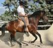 Caballo entero Lusitano En venta 2005 Bayo por ESTIMADO , LUS