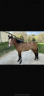 Caballo castrado Origine Constatée En venta 2019 Bayo por NUMBER ONE d’iso