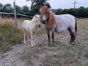Yegua Origine Constatée En venta 2023 Palomino
