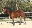 Yegua AQPS En venta 2022 Bayo por KITKOU