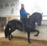 Caballo entero PRE Pura Raza Española En venta 2012 Negro