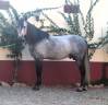 Caballo entero PRE Pura Raza Española En venta 2017 Tordo
