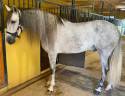 Caballo entero PRE Pura Raza Española En venta 2019 Tordo