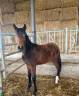 Caballo castrado Silla Francés En venta 2024 Bayo por ROY DE LA VALLEE