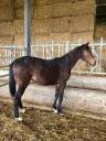 Caballo castrado Silla Francés En venta 2023 Bayo por ROY DE LA VALLEE