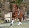 Caballo castrado Lusitano En venta 2020 Alazán