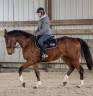 Caballo castrado Silla Francés En venta 2019 Bayo por VLEUT