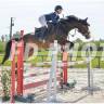 Caballo castrado Silla Francés En venta 2015 Bayo por IDEAL DE LA LOGE
