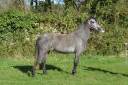 Yegua PFS Poni Françés de Silla En venta 2021 Tordo por first des chouans