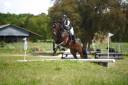 Caballo entero Origine Constatée En venta 2020 Bayo moreno