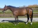 Caballo castrado sBs Caballo de Deporte Belga En venta 2018 Bayo por ERNEST JAP