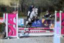 Caballo castrado Poni de Silla Belga En venta 2021 Tordo