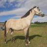 Caballo castrado Media Sangre Arabe En venta 2018 Tordo por OSBORN,AR
