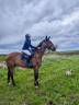Caballo castrado Silla Francés En venta 2008 Bayo por l'arc de triomphe