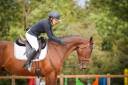 Caballo castrado Silla Francés En venta 2017 Bayo