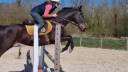 Caballo castrado Pura Sangre En venta 2019 Bayo