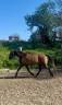 Caballo castrado Origen No Constatado En venta 2019 Otra capa