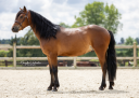 Caballo castrado Connemara En venta 2021 Bayo moreno por RIALTO GILLIAN SEGURET