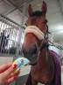 Yegua Cheval de Selle Italien En venta 2019 Bayo moreno por PANTUOSO