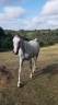 Caballo castrado Pura Sangre Arabe En venta 2015 Tordo