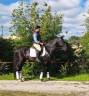 Caballo entero Lusitano En venta 2016 Negro por ONC