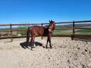 Caballo castrado Origine Constatée En venta 2023 Bayo moreno por Netto