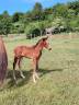 Caballo castrado Silla Francés En venta 2025 Bayo moreno por Uncognito bois margot