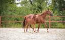 Caballo castrado Silla Francés En venta 2025 Bayo moreno por Uncognito bois margot