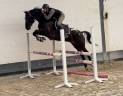 Caballo castrado KWPN Caballo de Deporte Neerlandés En venta 2020 Otra capa