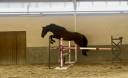 Caballo castrado KWPN Caballo de Deporte Neerlandés En venta 2016 Bayo por SPIELBERG