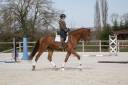 Caballo castrado Hannoveriano En venta 2020 Alazán