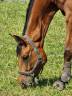 Caballo castrado Silla Francés En venta 2017 Bayo