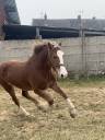 Yegua Welsh Poni (Sección D), Welsh Cob  En venta 2023 Alazán