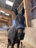 Yegua Pura Sangre En venta 2022 Negro por Palace prince (GER), PS