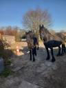 Potranca Caballo de Deporte Frison En venta 2024 Negro