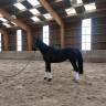 Yegua Silla Francés En venta 2021 Bayo moreno por Captain Semilly