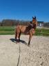Caballo castrado KWPN Caballo de Deporte Neerlandés En venta 2019 Alazán por Hometown 